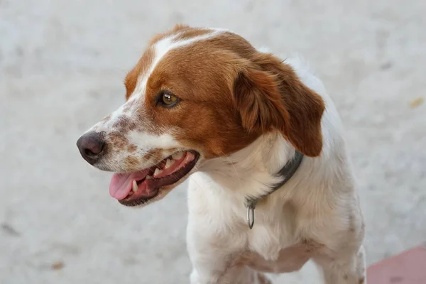 Spaniel Breton Zamknij Białe Brown — Zdjęcie stockowe