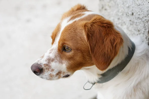 Spaniel Breton Zamknij Białe Brown — Zdjęcie stockowe