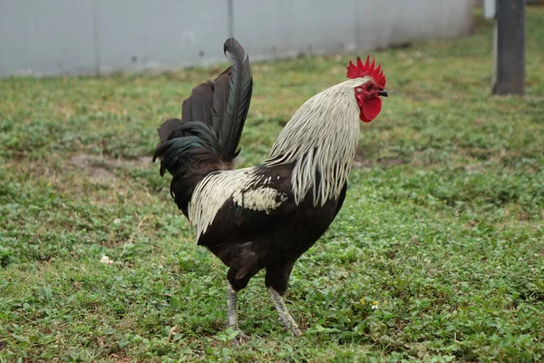 草の上の孤独な雄鶏 — ストック写真