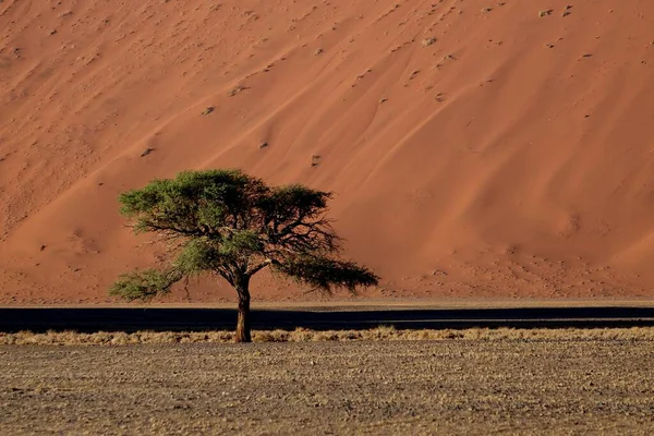 Namibia Sossusvlei Acacia Baum Mit Rotem Duna — Stockfoto