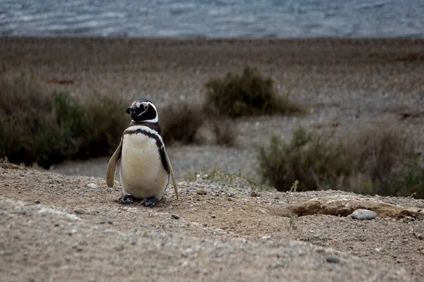 Peninsula Valdes Grondpenguin Argentina — Stockfoto