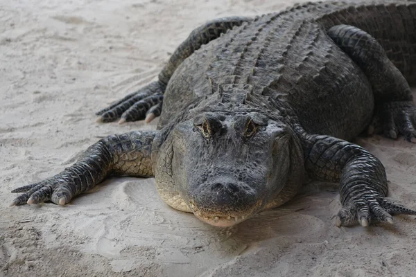 Krokodil Stranden — Stockfoto