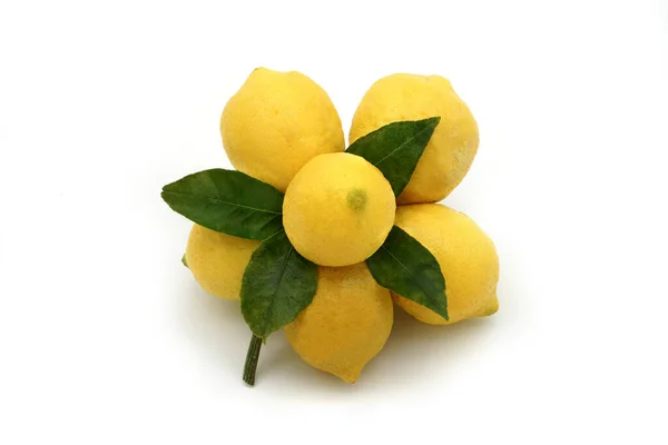 Лимоны Выросшие Опалубленными Цветами Листьями Небольшими Оттенками Белыми Спинами — стоковое фото