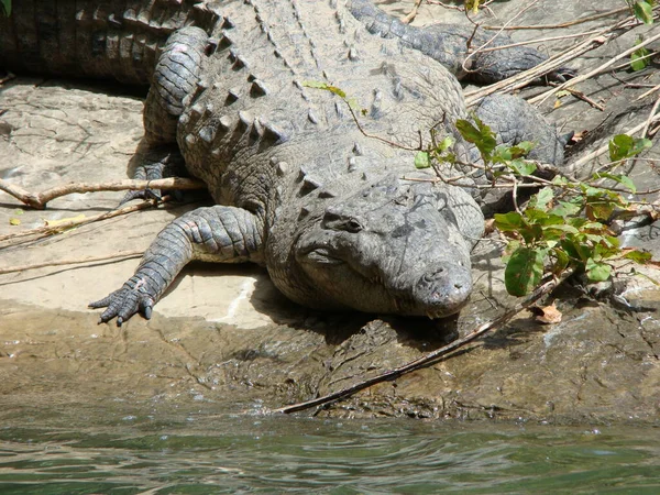 Messico Crocodile Sdraiato Una Roccia Nel Canyon Sumidero — Foto Stock