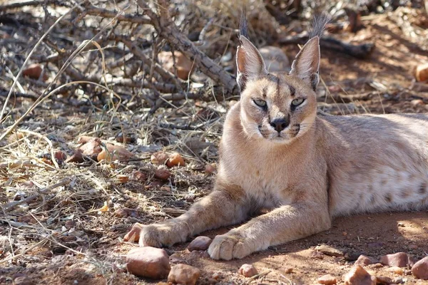 Namibia Caracal Sombra — Foto de Stock