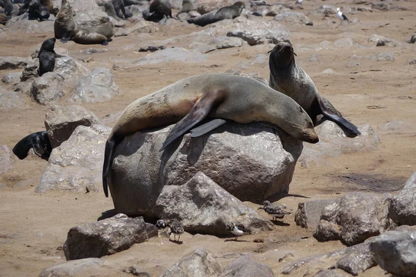 Namibia Cape Cross Seelöwe Auf Einem Rock Unter Den Sonnen — Stockfoto