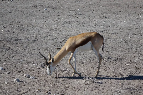 Namibia Etosha Park Antelope Solitario — Foto de Stock