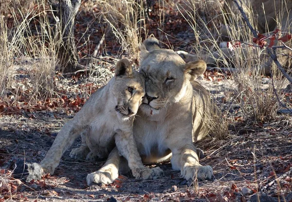 Namibia Lioness Met Puppy — Stockfoto