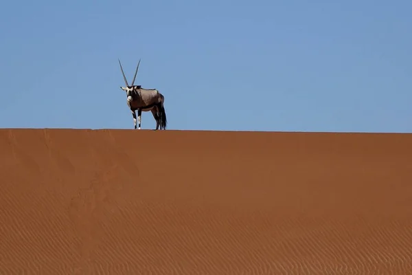 Namibia Sossusvlei Oryx Silhouette Dune — 图库照片