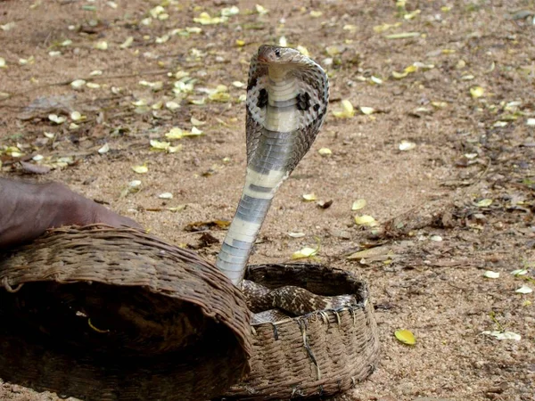 Cobra Základě Snake Enchantem — Stock fotografie