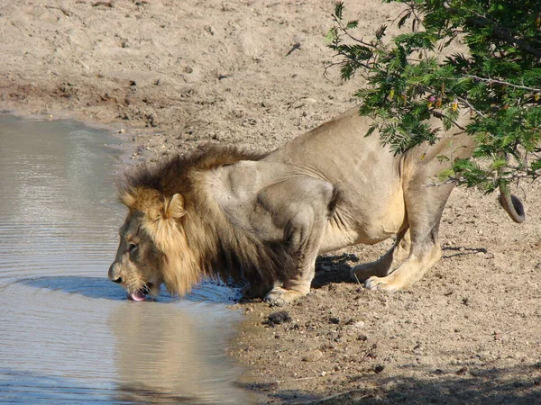 Sudáfrica Lion Bebida Bush —  Fotos de Stock