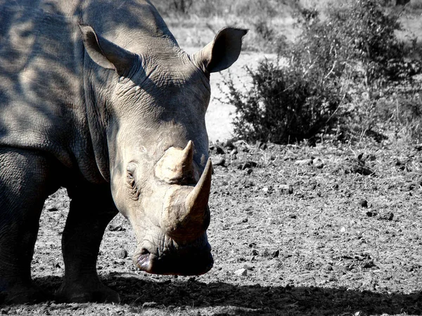 Sudafrica Kruger Park Rhinoceros — Foto Stock