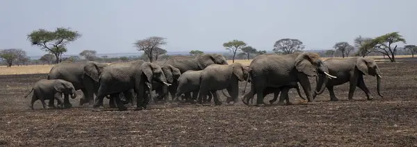 Tanzania Serengeti Elefanti Row — Foto Stock