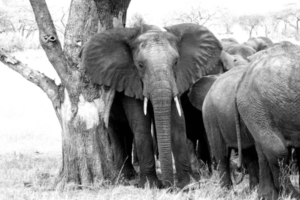 Tanzania Serengeti Elefantes Bajo Árbol — Foto de Stock