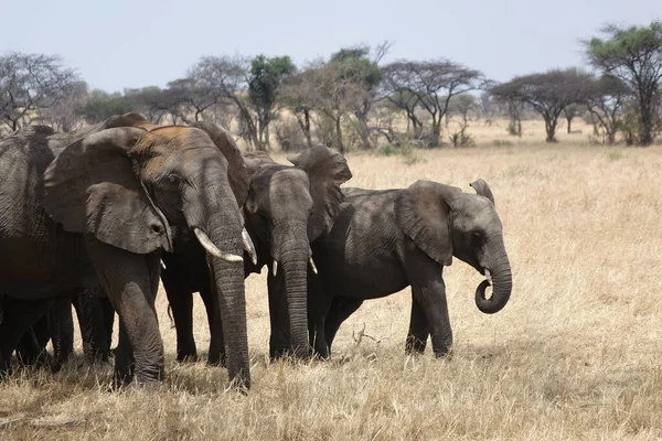 Tanzania Serengeti Elefanti Sotto Albero — Foto Stock
