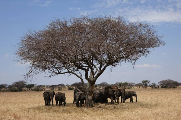 Tanzanien Serengeti Elefhanterna Aktien Savannah — Stockfoto