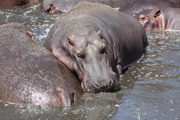 Tanzania Serengeti Hippos Pool — Foto Stock