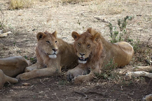 Tanzania Serengeti Giovani Lioni Sotto Albero — Foto Stock