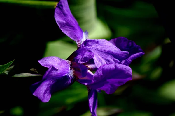 Flor Del Iris Púrpura — Foto de Stock