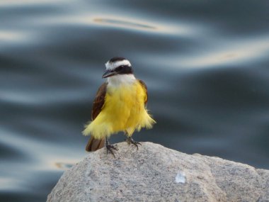 Büyük kiskadee (Pitangus sulphuratus), Tyrannidae familyasından bir kuş türü. Pitangus cinsinin tek üyesidir..