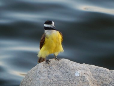 Büyük kiskadee (Pitangus sulphuratus), Tyrannidae familyasından bir kuş türü. Pitangus cinsinin tek üyesidir..
