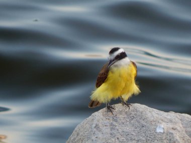 Büyük kiskadee (Pitangus sulphuratus), Tyrannidae familyasından bir kuş türü. Pitangus cinsinin tek üyesidir..