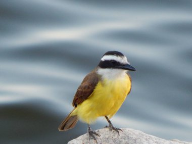Büyük kiskadee (Pitangus sulphuratus), Tyrannidae familyasından bir kuş türü. Pitangus cinsinin tek üyesidir..