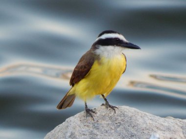 Büyük kiskadee (Pitangus sulphuratus), Tyrannidae familyasından bir kuş türü. Pitangus cinsinin tek üyesidir..