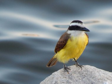 Büyük kiskadee (Pitangus sulphuratus), Tyrannidae familyasından bir kuş türü. Pitangus cinsinin tek üyesidir..
