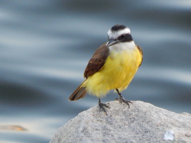 Büyük kiskadee (Pitangus sulphuratus), Tyrannidae familyasından bir kuş türü. Pitangus cinsinin tek üyesidir..