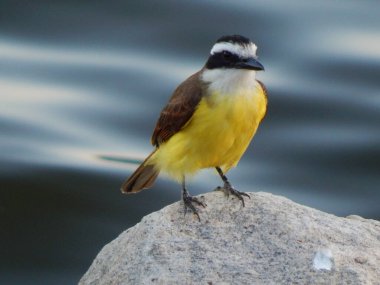 Büyük kiskadee (Pitangus sulphuratus), Tyrannidae familyasından bir kuş türü. Pitangus cinsinin tek üyesidir..