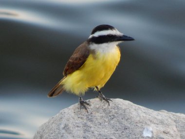 Büyük kiskadee (Pitangus sulphuratus), Tyrannidae familyasından bir kuş türü. Pitangus cinsinin tek üyesidir..