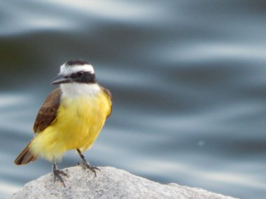 Büyük kiskadee (Pitangus sulphuratus), Tyrannidae familyasından bir kuş türü. Pitangus cinsinin tek üyesidir..