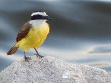 Büyük kiskadee (Pitangus sulphuratus), Tyrannidae familyasından bir kuş türü. Pitangus cinsinin tek üyesidir..
