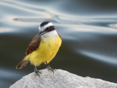 Büyük kiskadee (Pitangus sulphuratus), Tyrannidae familyasından bir kuş türü. Pitangus cinsinin tek üyesidir..