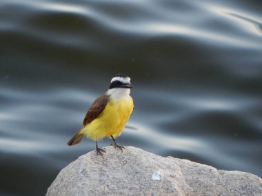 Büyük kiskadee (Pitangus sulphuratus), Tyrannidae familyasından bir kuş türü. Pitangus cinsinin tek üyesidir..