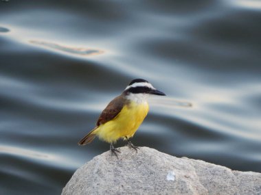 Büyük kiskadee (Pitangus sulphuratus), Tyrannidae familyasından bir kuş türü. Pitangus cinsinin tek üyesidir..