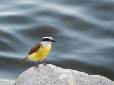 The great kiskadee (Pitangus sulphuratus) is a passerine bird in the tyrant flycatcher family Tyrannidae. It is the only member of the genus Pitangus. clipart