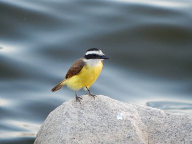 Büyük kiskadee (Pitangus sulphuratus), Tyrannidae familyasından bir kuş türü. Pitangus cinsinin tek üyesidir..