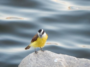 Büyük kiskadee (Pitangus sulphuratus), Tyrannidae familyasından bir kuş türü. Pitangus cinsinin tek üyesidir..