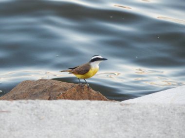 Büyük kiskadee (Pitangus sulphuratus), Tyrannidae familyasından bir kuş türü. Pitangus cinsinin tek üyesidir..