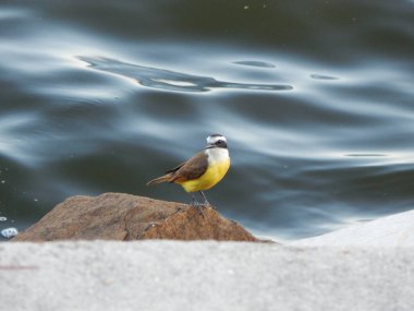 Büyük kiskadee (Pitangus sulphuratus), Tyrannidae familyasından bir kuş türü. Pitangus cinsinin tek üyesidir..