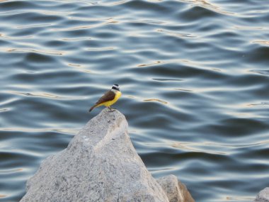 Büyük kiskadee (Pitangus sulphuratus), Tyrannidae familyasından bir kuş türü. Pitangus cinsinin tek üyesidir..