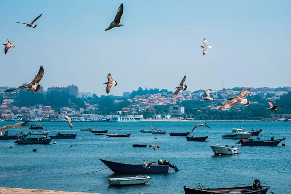 Αλιευτικά Σκάφη Στον Ποταμό Douro Πόρτο Πορτογαλία — Φωτογραφία Αρχείου