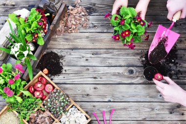 Bahçe aletleri, çiçekler, gübreler, tohumlar, ahşap arka planda bahçe aletleri. Bahar bahçesi konsepti. Uzayı kopyala Üst manzara, düz uzanma.