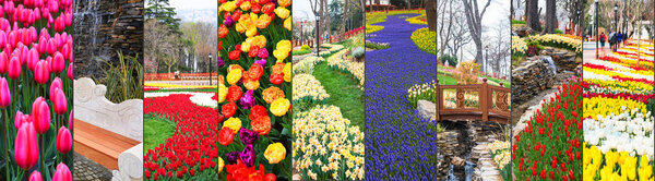  Всемирно известный фестиваль тюльпанов в парке Эмирган, Стамбул, Турция. Цветение тюльпанов. Большой коллаж
