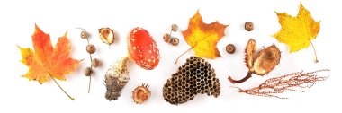 Beyaz arka planda sonbahar kompozisyonu. Kurumuş yapraklar ve diğer doğal maddelerden yapılmış çerçeve. Düz konum, üst görünüm, kopyalama alanı