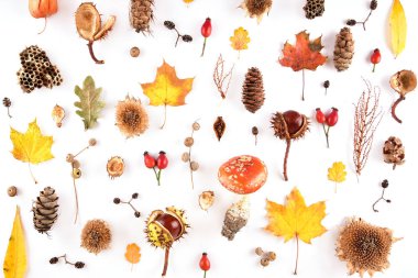 Beyaz arka planda sonbahar kompozisyonu. Kurumuş yapraklar ve diğer doğal maddelerden yapılmış çerçeve. Düz konum, üst görünüm, kopyalama alanı