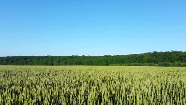 Campo verde y cielo limpio — Vídeo de stock