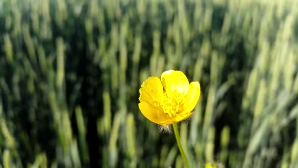 Flores de verano floreciendo — Vídeo de stock